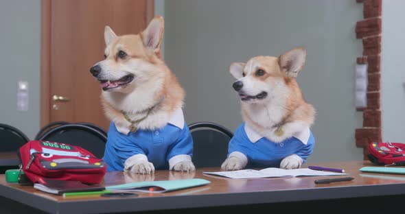 Corgis in Blue Suits Rush to Rest at Break in Classroom