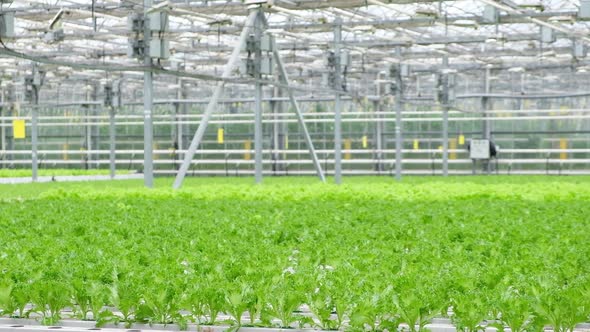 Greenhouse Plantation with Lettuce Greenery