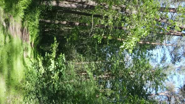 Vertical Video Aerial View Inside a Green Forest with Trees in Summer