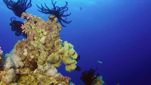 Feather Star and Blue Water