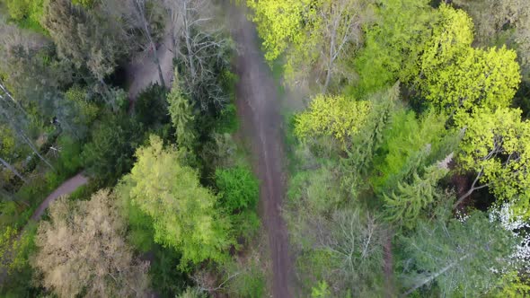 A path through the woods in a park, panorama sky Breathtaking aerial view flight slowly tilt up dron