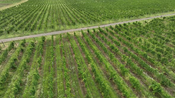 Aerial flight over beautiful vineyard landscape in Napareuli, Georgia