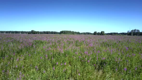 Flycam Films Beautiful Field with Growing Blooming Flowers