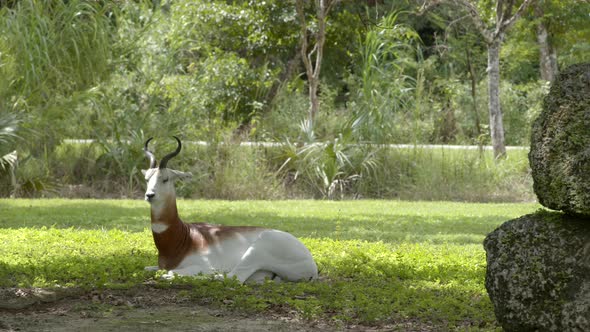 Addra Gazelle Resting Pose 6k Wildlife Footage