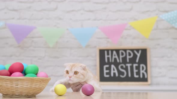 Portrait of Funny Scottish Fold Cat at Easter Day