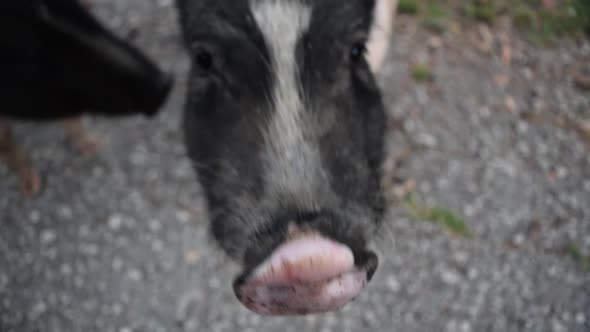 Pig nose close up. Dwarf Vietnamese pot-bellied black-and-white mini pigs stands on a gravel path.