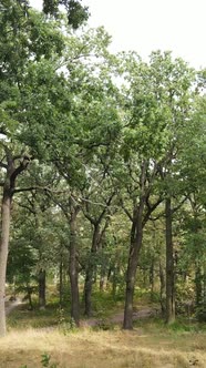 Aerial View of Green Forest in Summer