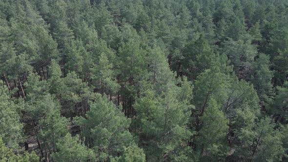 Pine Forest in the Afternoon Aerial View Slow Motion