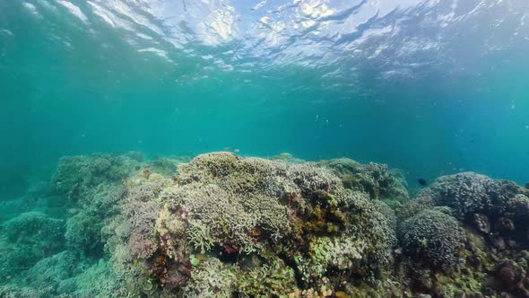 The Underwater World of a Coral Reef