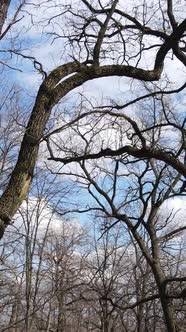 Vertical Video of the Forest with Trees Without Leaves Slow Motion