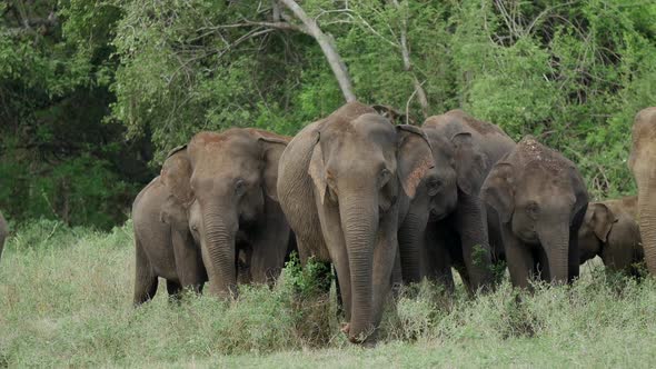 Herd of Asian Elephant in Minneriya National Park, Sri Lanka