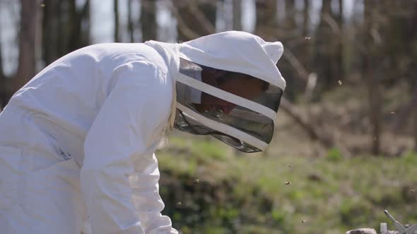 BEEKEEPING - Beekeeper puts frame back in the hive after inspection, medium shot
