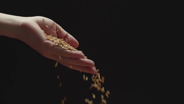 Hand Pouring Rice Grains Flies Down In Slow Motion, Against Camera Black Background