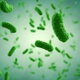 Bacteria Colony - VideoHive Item for Sale
