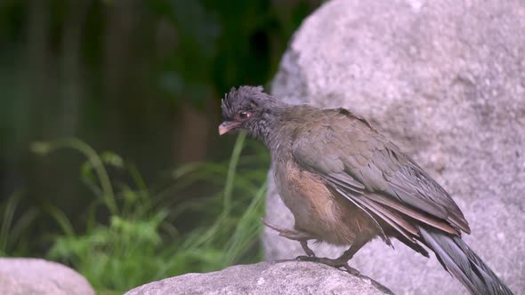 Slow motion close up shot of a Chaco chachalaca walking over rocks. From side