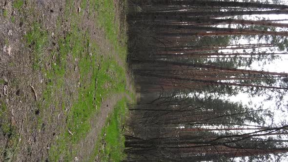 Vertical Video of a Road in the Forest Slow Motion