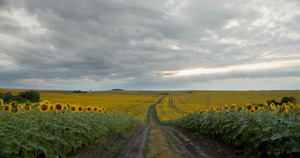 Clouds Thickened Over The Sunflower Field