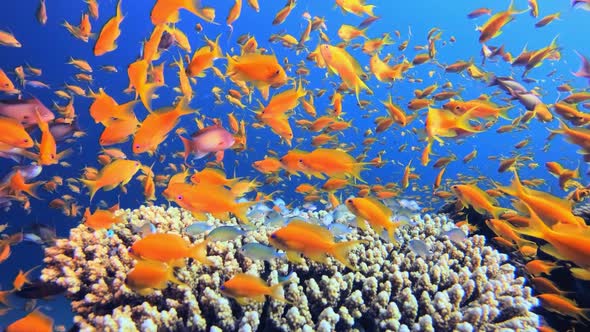 Tropical Underwater Orange Blue Fish