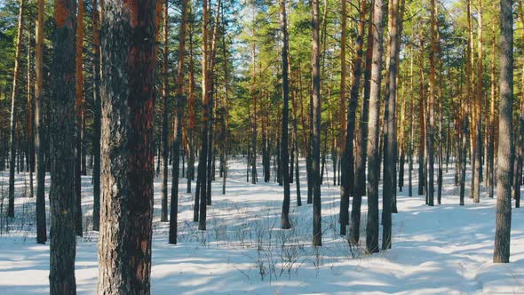 Flycam Moves Past Thin Tree Trunks in Coniferous Wood