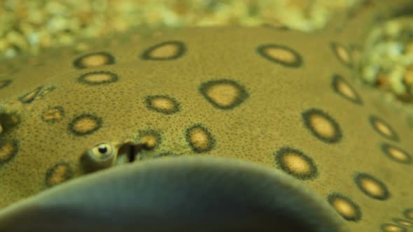 Stingrays in the Aquarium