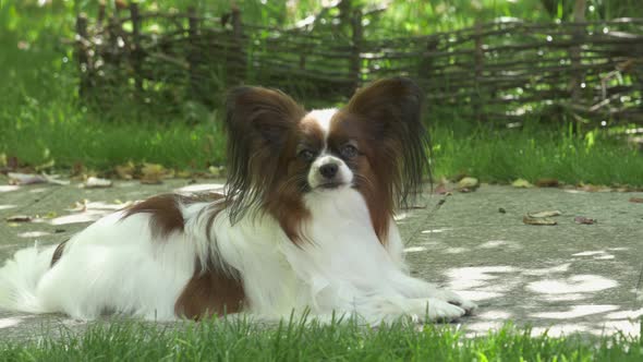 Purebred Dog Papillon portrait. Continental spaniel dog look at camera on sunny day.