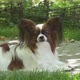 Purebred Dog Papillon portrait. Continental spaniel dog look at camera on sunny day. - VideoHive Item for Sale