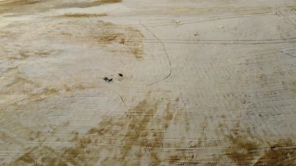 Aerial view two dogs at the reclamation