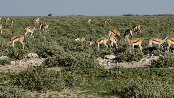 Springbok Antelope Herd - Etosha