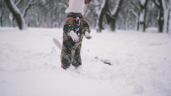 Jack Russell Terrier Dog Playing in Snow