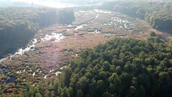 Beautiful flight in the morning over the forest, swamp.