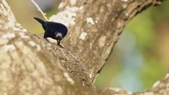 Beautiful shiny cowbird; molothrus bonariensis, perched on branch attachment and wiping its beak aga