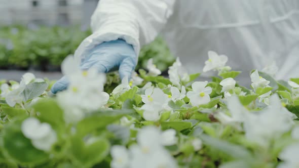 Female Hand in Gloves Touching Tender White Flowers in Greenhouse. Unrecognizable Woman in