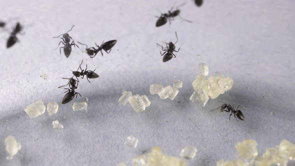 Ants and Sugar  alt
