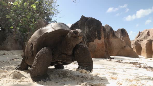 Giant Tortoise Crawling On White Sand Beach
