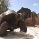 Giant Tortoise Crawling On White Sand Beach - VideoHive Item for Sale