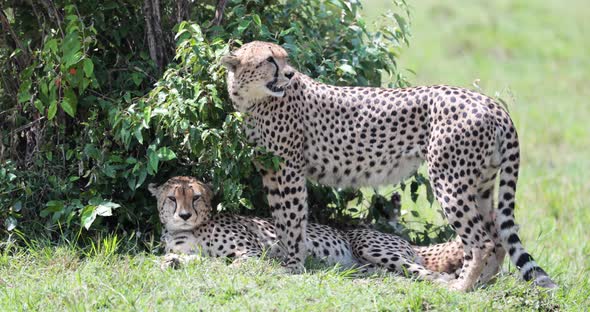 Cheetah family at the Kargi Kenya preserve shielding from the sun under tree, Handheld shot