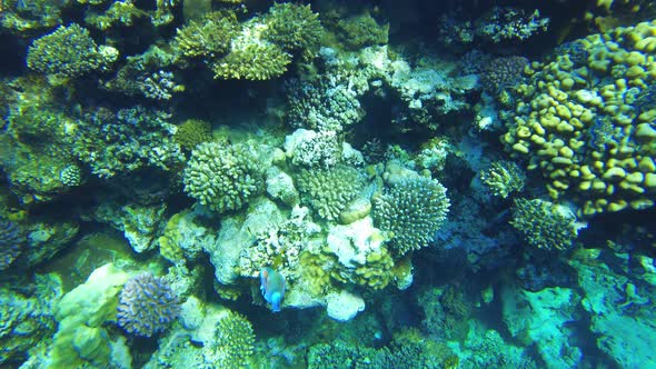 Parrot Fish Swimming in Coral Reef