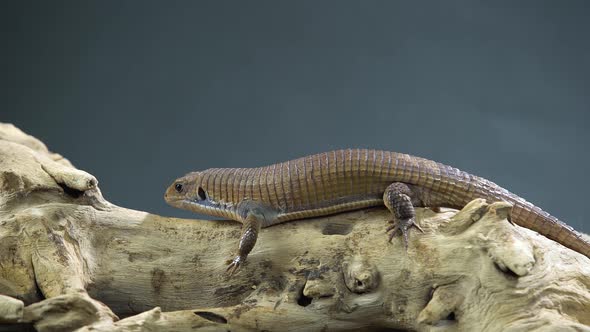 Sudan Plated Lizard - Gerrhosaurus Major on Wooden Snag at Black Background. Close Up