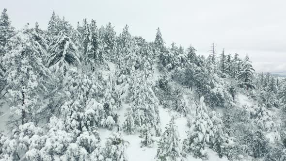 Winter Season Snowy Mountain Forest Aerial Shot