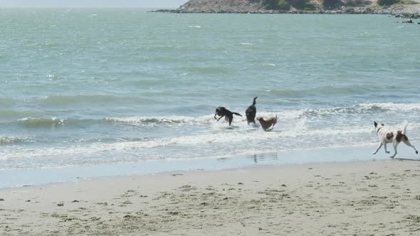 Slow motion wide shot of a group of dogs playing in the surf on a sunny dat at the beach.