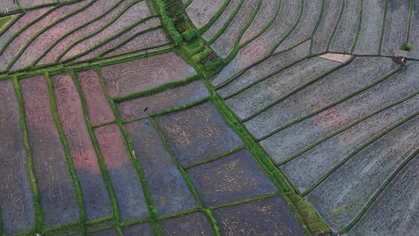 Aerial Birds Eye View of Rice Fields at Sunset with Golden Reflection