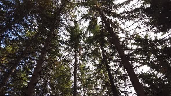 Moving view inside a mountain forest.