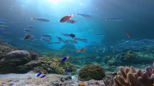 breathtaking underwater tripod shot of a healthy coral reef with lots of fish and sun beams penetrat