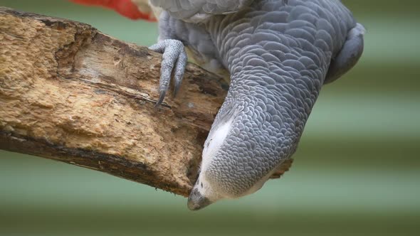 Close up of African grey parrot perched on wooden branch and nibbling outdoors - Psittacus Species