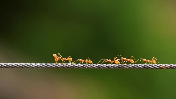 red ant colony walking across the wire