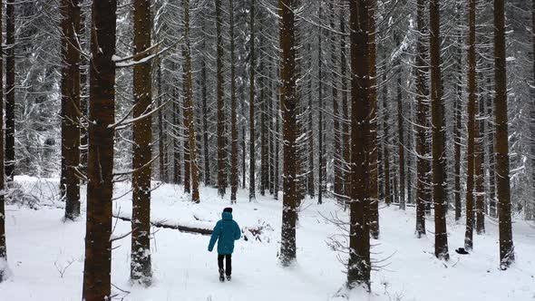 Man with blue jacket in the winter mountain forest among the huge pine trees