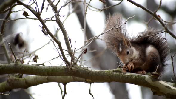 Red squirrel eating acorn on a branch pine tree