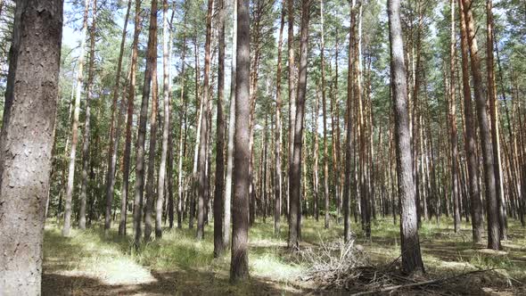 Landscape Inside the Forest with Pine Trees