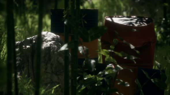 Rusty Barrels in Green Forest alt