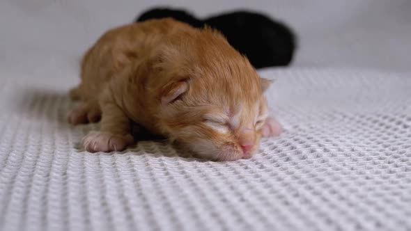 Newborn Blind Little Red Kitten Is Crawling on a White Background. Two Days Old